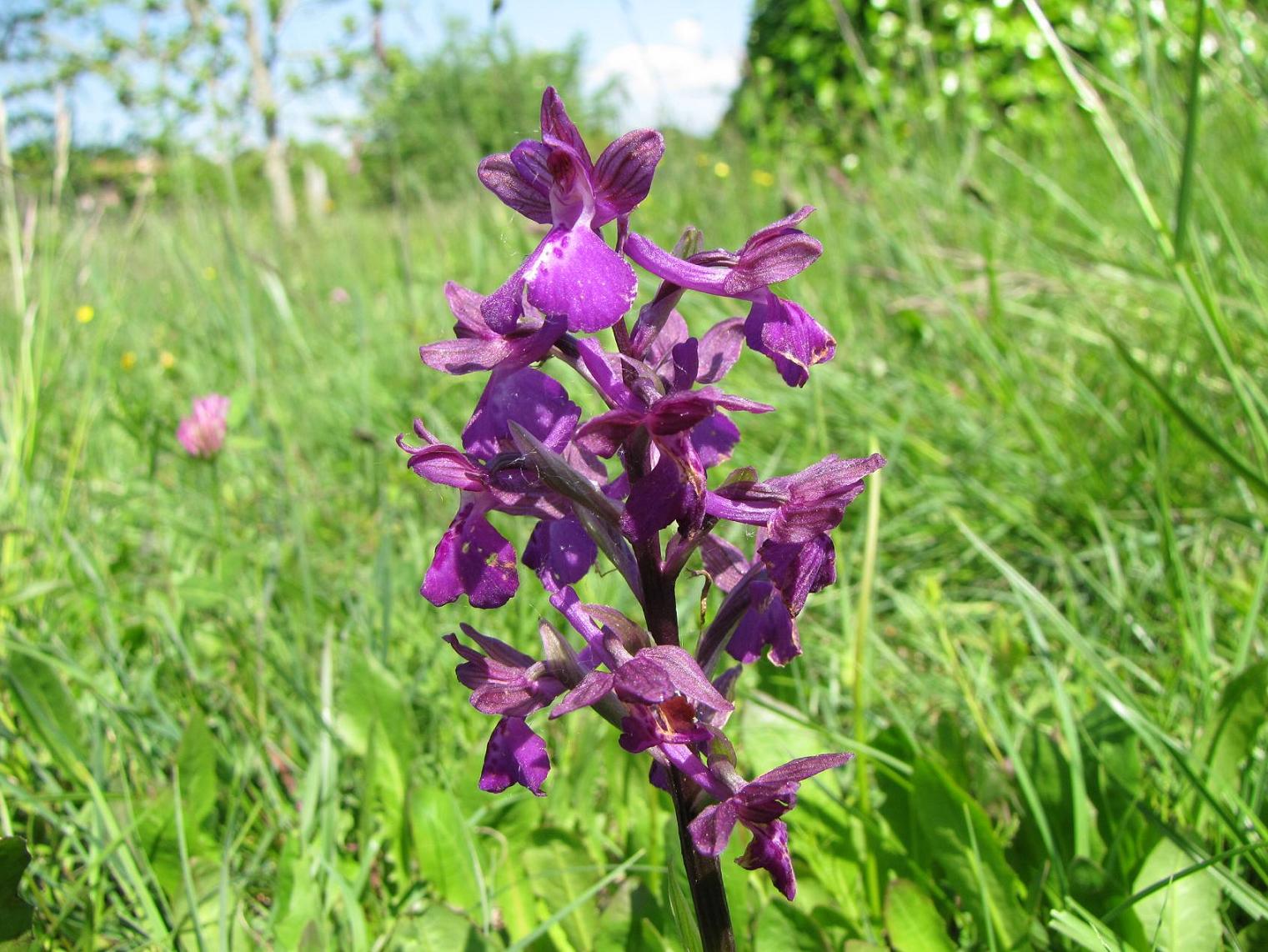 Orchis x  (laxiflora x morio)